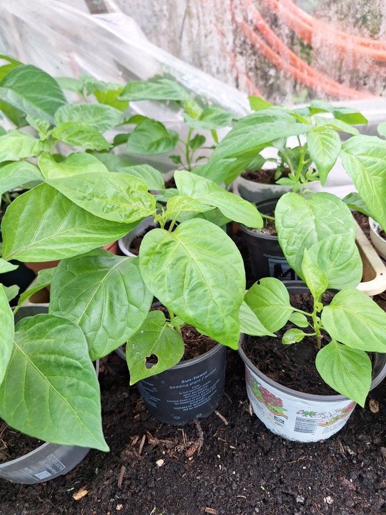 Surinaamse groente planten, Volle zon, Eenjarig, Zomer, Ophalen