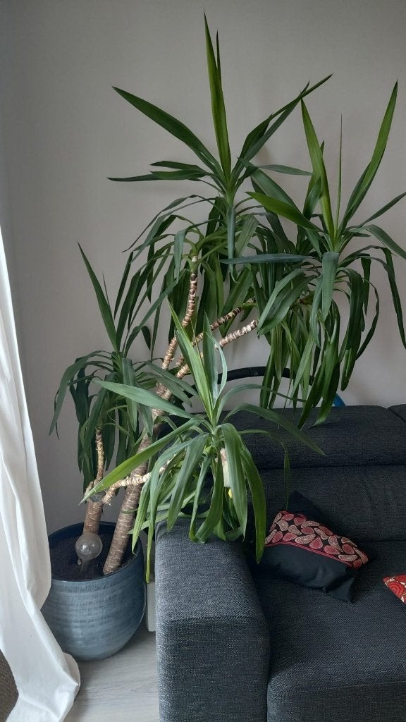 Kamerplant, Huis en Inrichting, Ophalen, Palm, Halfschaduw, In pot