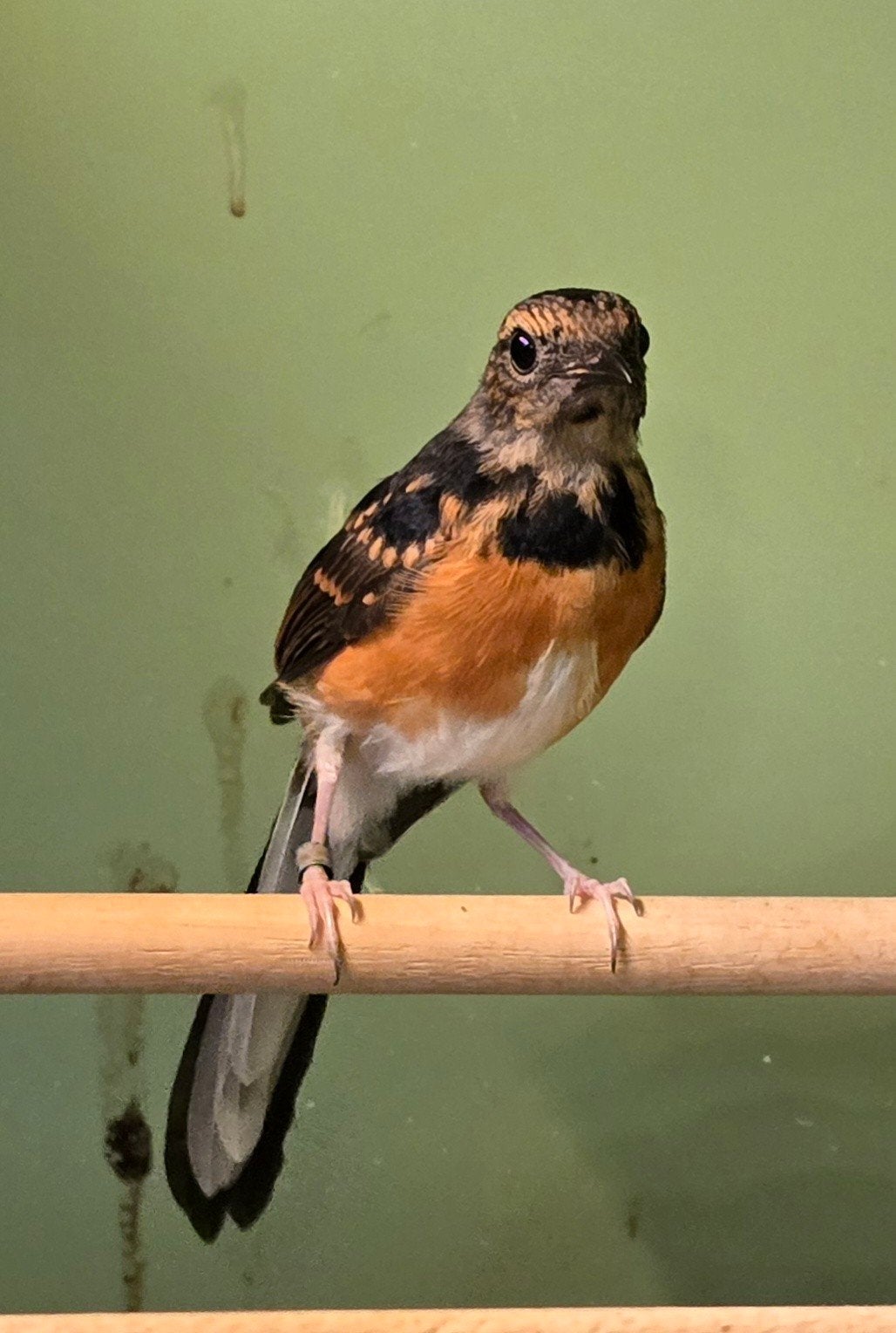 Schamalijster MAN, Dieren en Toebehoren, Vogels | Overige Vogels, Mannelijk, Geringd