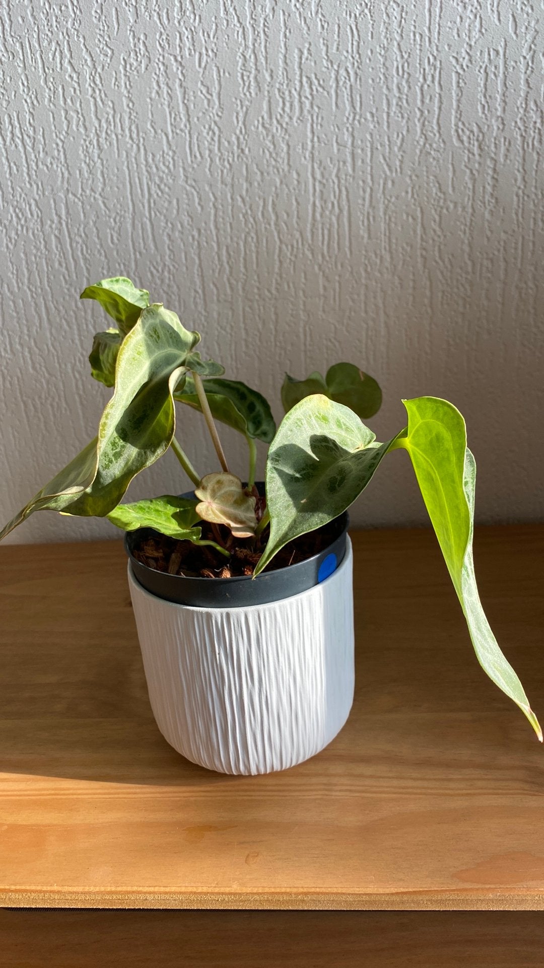 Anthurium Super Silver Hybrid 4, Ophalen of Verzenden, Halfschaduw, Minder dan 100 cm
