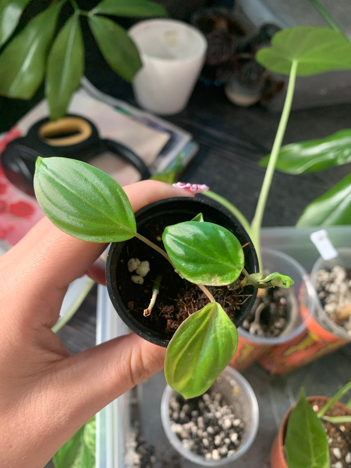 Philodendron micans, Ophalen, Halfschaduw, Minder dan 100 cm