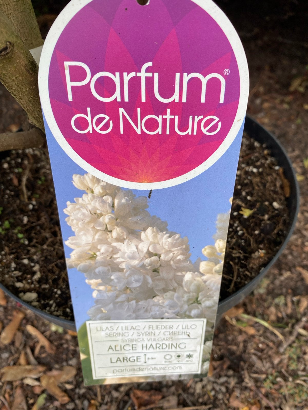 Seringen 1,30m hoog - Diverse soorten, Volle zon, Vaste plant, Lente, Ophalen