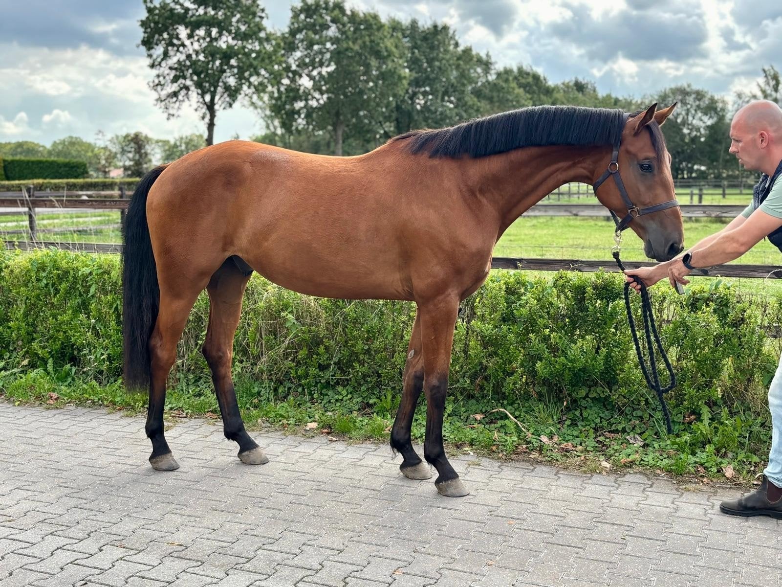 3 jarige dressuur ruin (McLaren x Emilion), Ruin, Dressuurpaard, 3 tot 6 jaar, Ontwormd