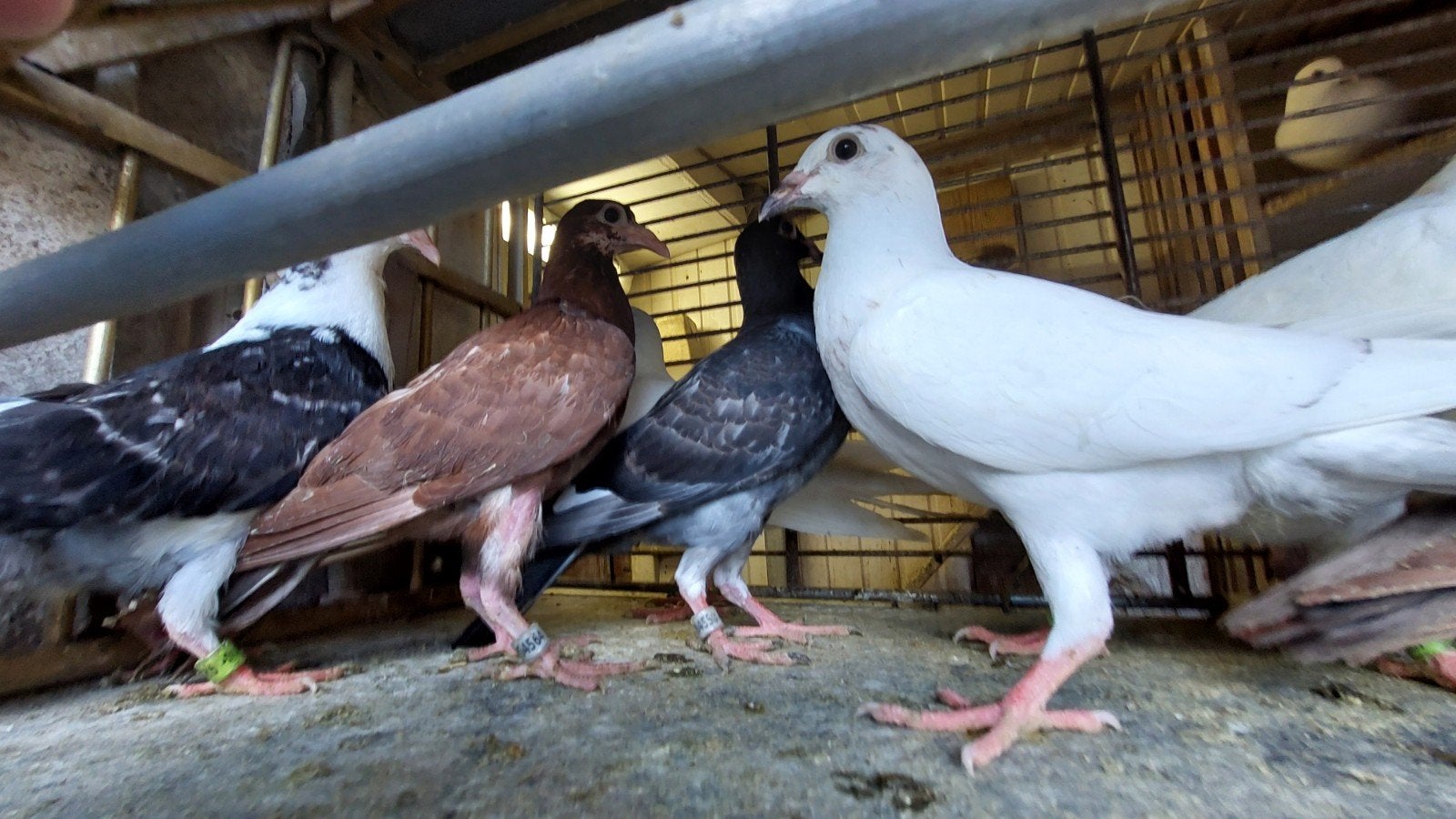 Jonge postduiven geringd, Dieren en Toebehoren, Meerdere dieren, Gans of Zwaan