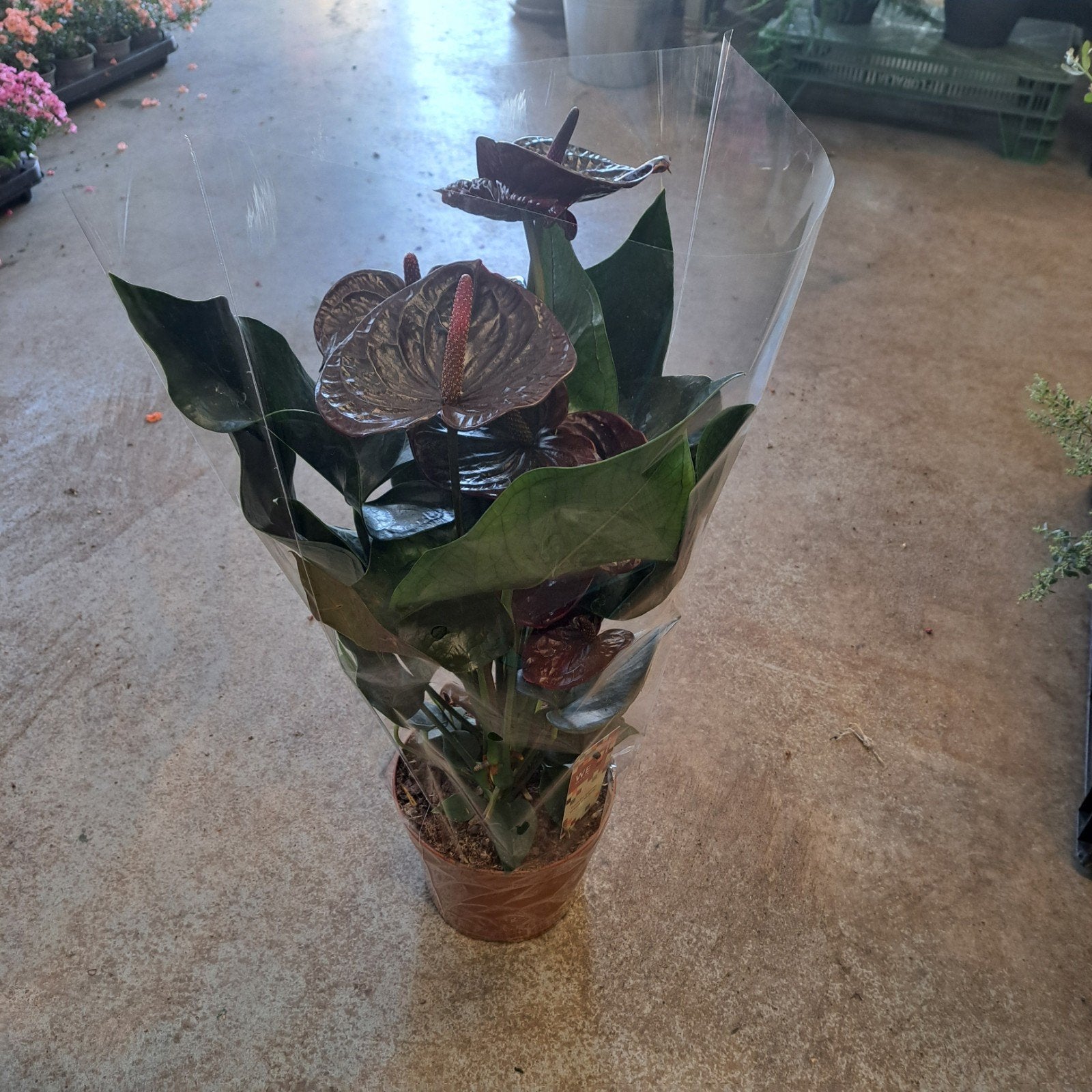 Anthurium planten €10,- pst in verschillende kleuren, Ophalen, Halfschaduw, Minder dan 100 cm