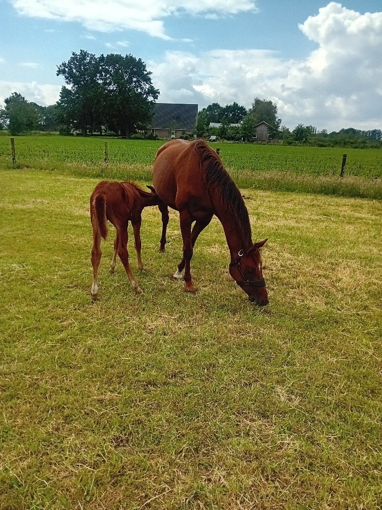 kwpn  merrie en hengst veulen, Dieren en Toebehoren, Minder dan 160 cm, Dressuurpaard, 3 tot 6 jaar, Onbeleerd