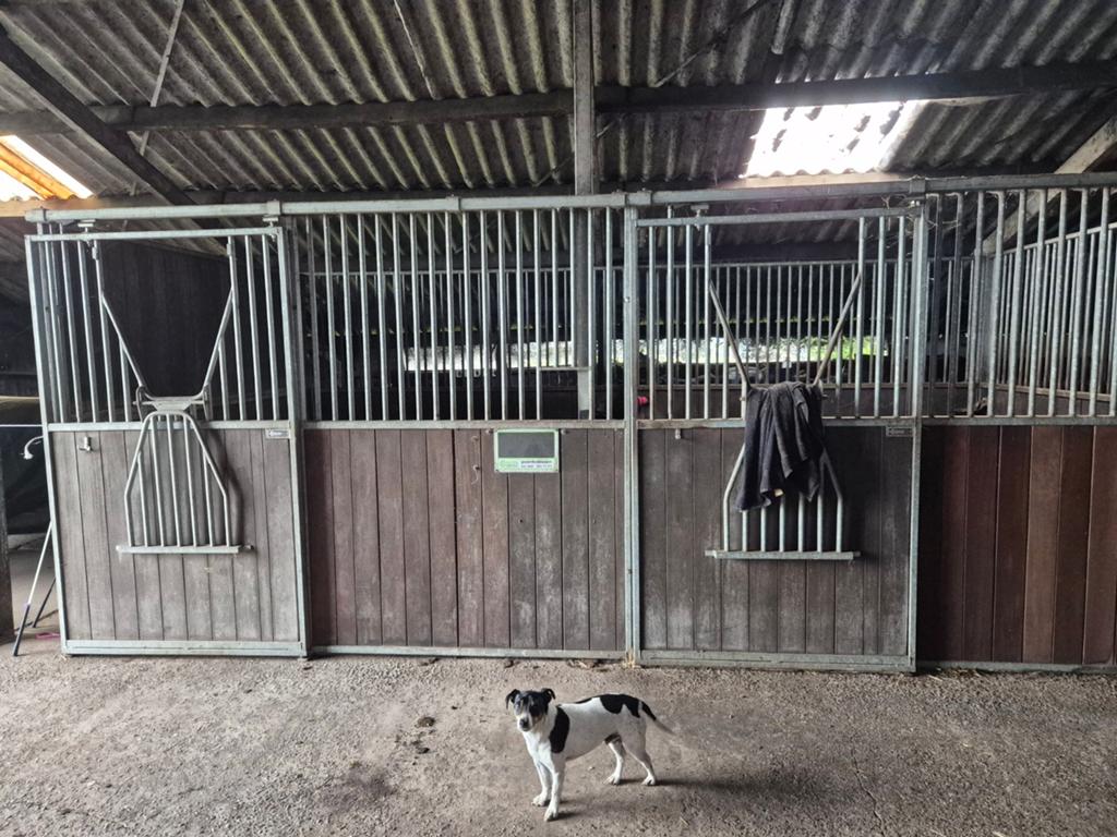 Paardenboxen, Dieren en Toebehoren, Ophalen, Overige soorten