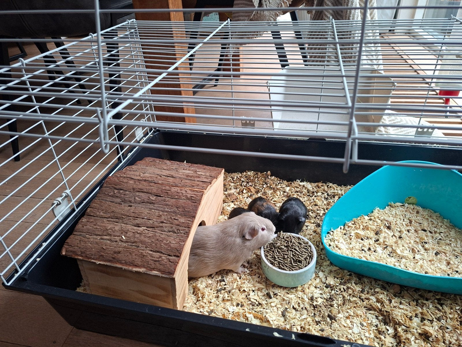 1 lieve cavia baby (beer) ter overname, mag al verhuizen:), Dieren en Toebehoren, Cavia, Juni, Meerdere dieren, Tam
