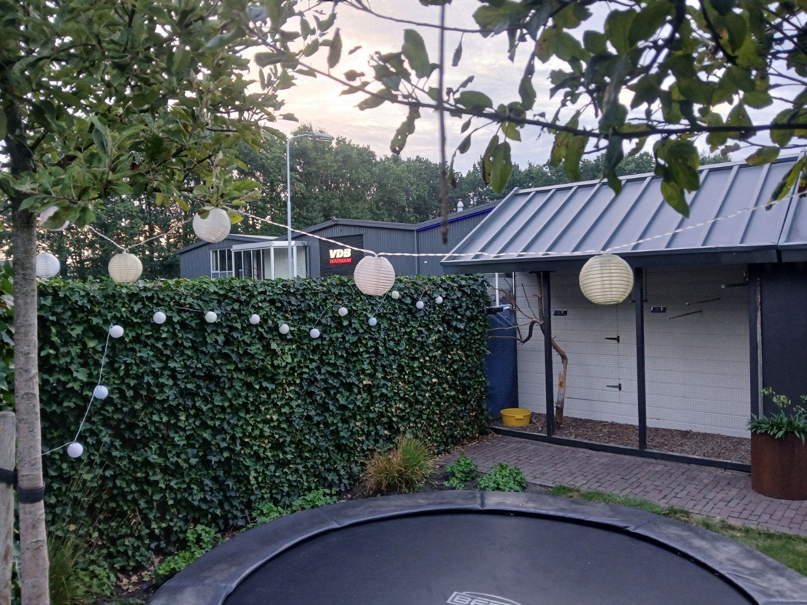 mooie voiliere, Mannelijk