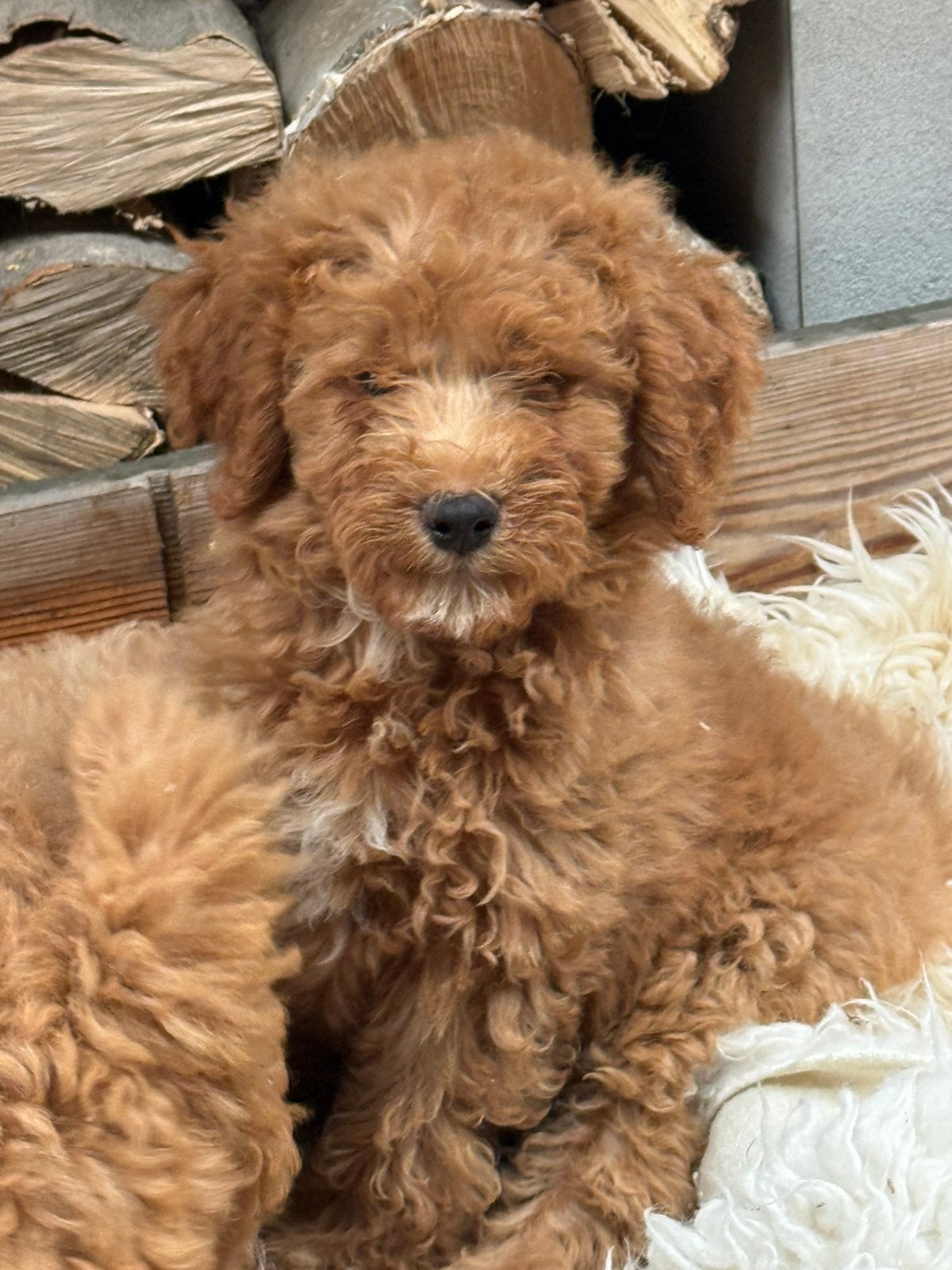 Labradoodle, Parvo, Nederland, Overige rassen, 8 tot 15 weken