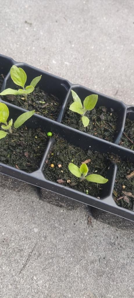 Aubergine stekjes - 10 stuks voor €5,- of 1 stuk voor €1,-, Ophalen