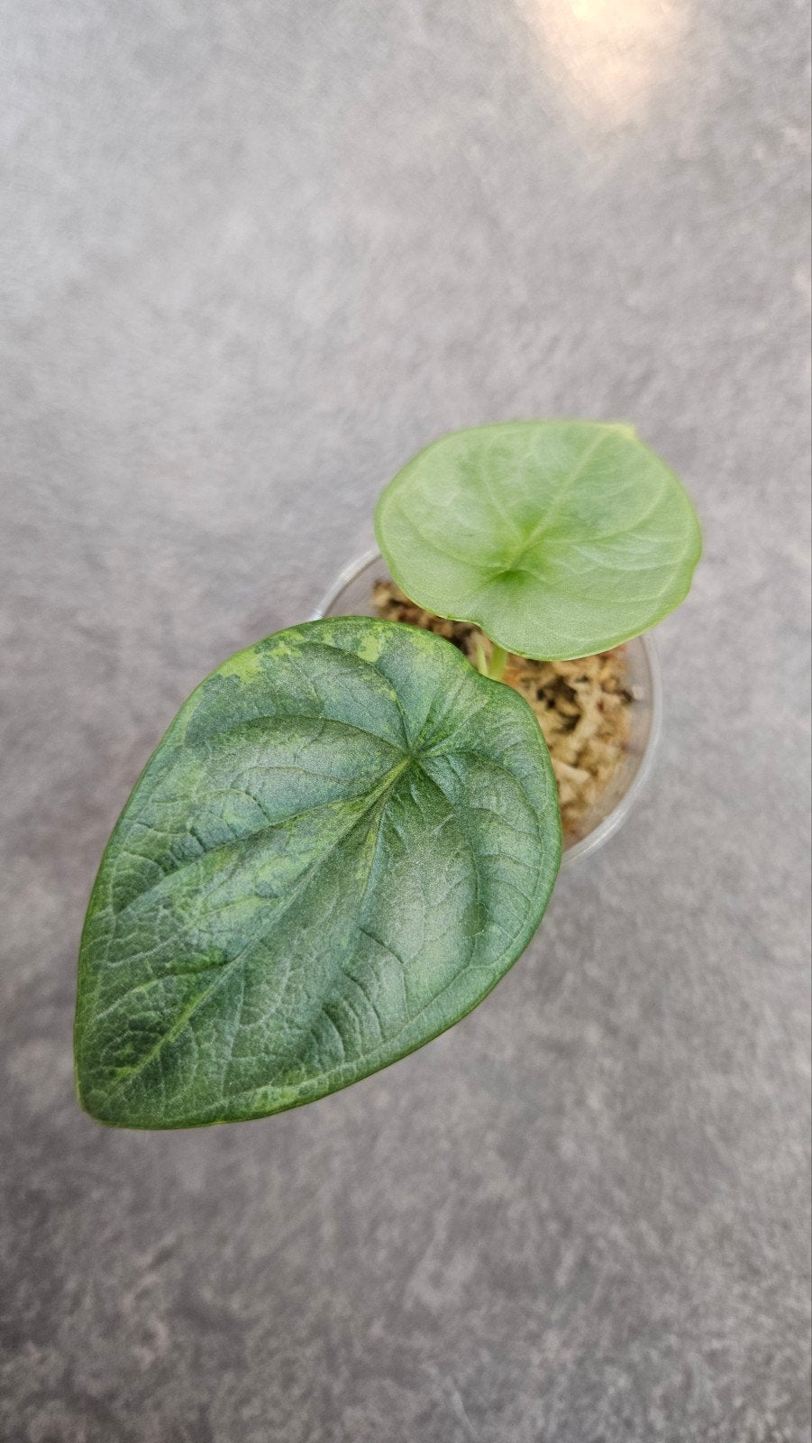 Alocasia Silver Dragon Aurea/GoG Variegata, Ophalen of Verzenden, Halfschaduw, Minder dan 100 cm