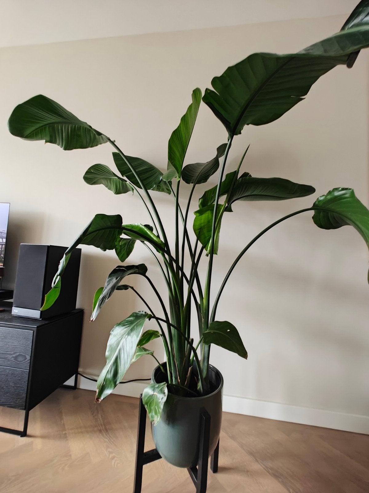 Grote Strelitzia Nicolai - Paradijsvogelplant 1.60m, Ophalen, Overige soorten, Halfschaduw, 150 tot 200 cm