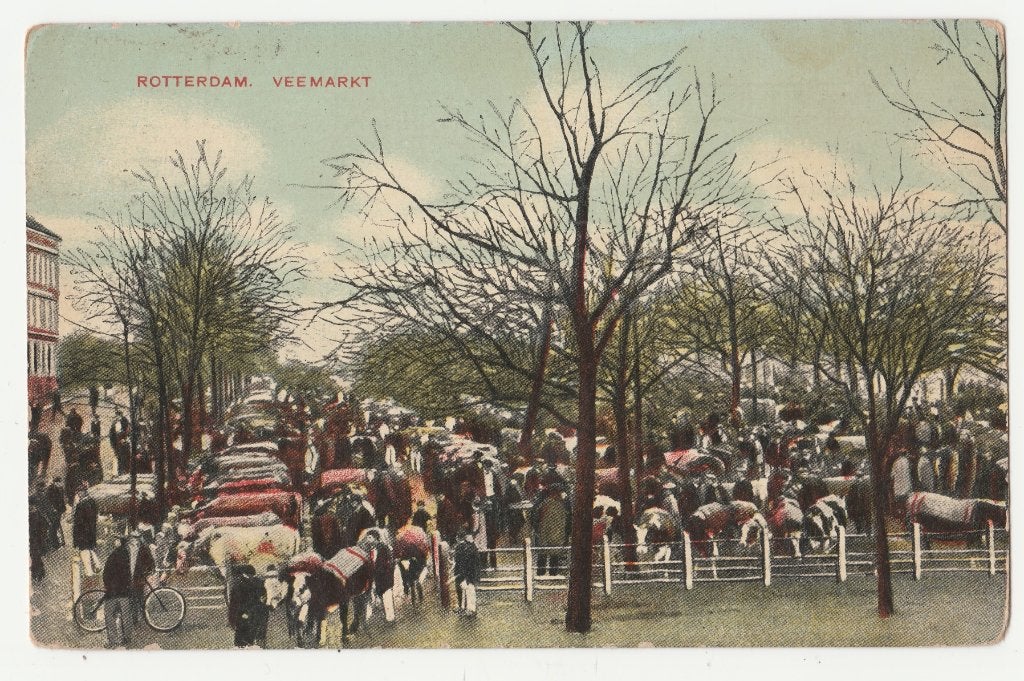 Veemarkten.  Koeien.  Rotterdam., Verzamelen, Verzenden, Voor 1920, Gelopen, Zuid-Holland