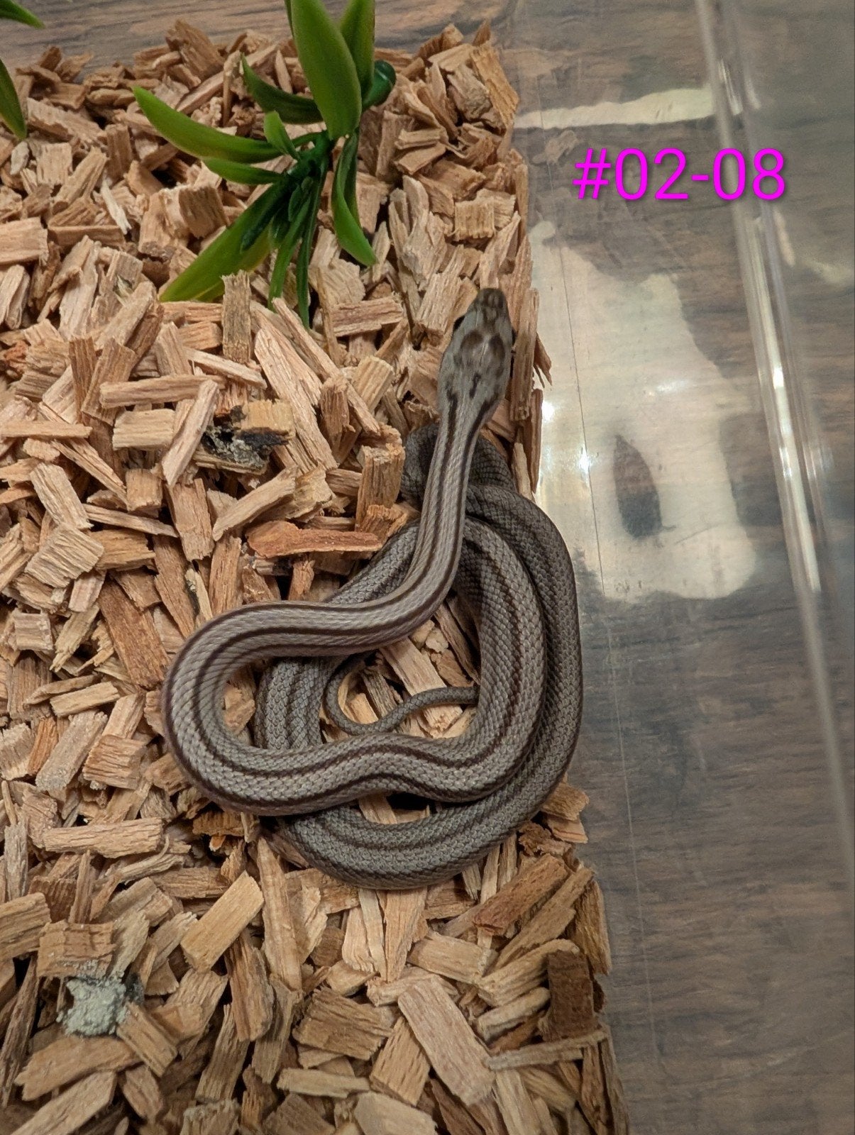 Schitterende diffused korenslangen/rattenslangen Corn Snake photo 7