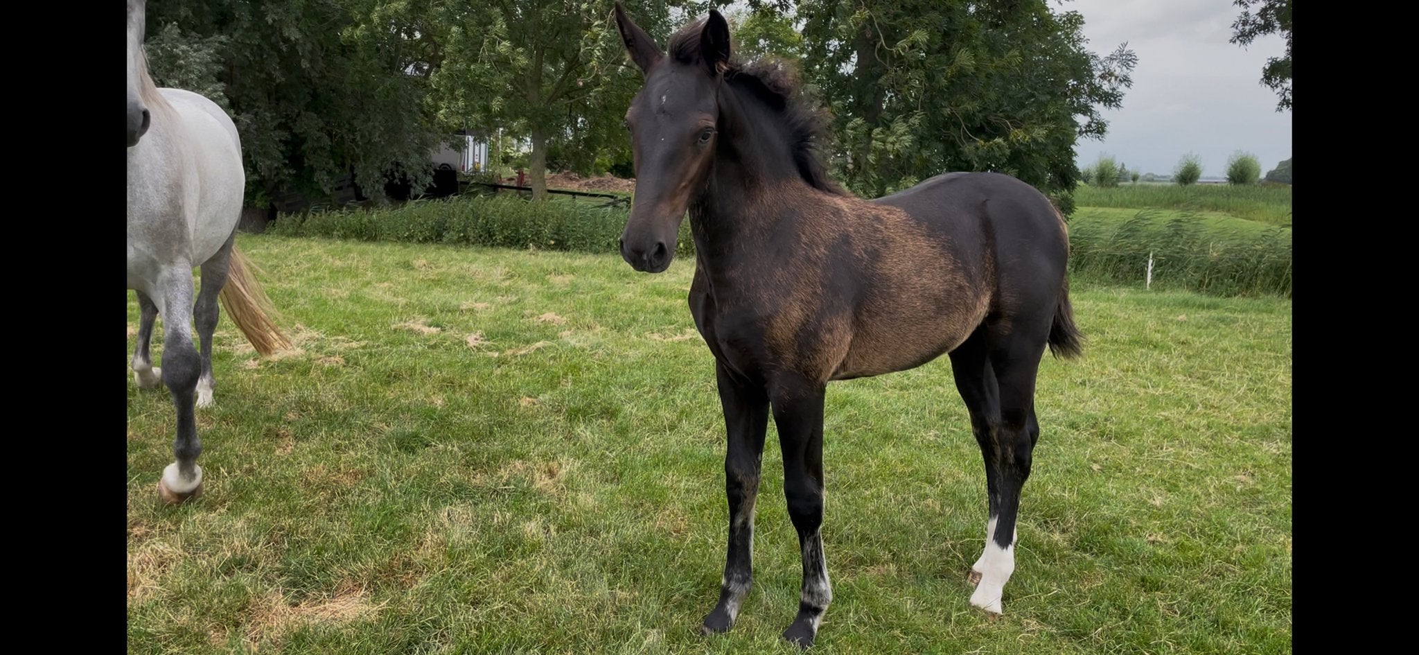 Groninger merrie veulen uit een stermerrie, Dieren en Toebehoren, Paarden, Merrie, Dressuurpaard, 0 tot 2 jaar