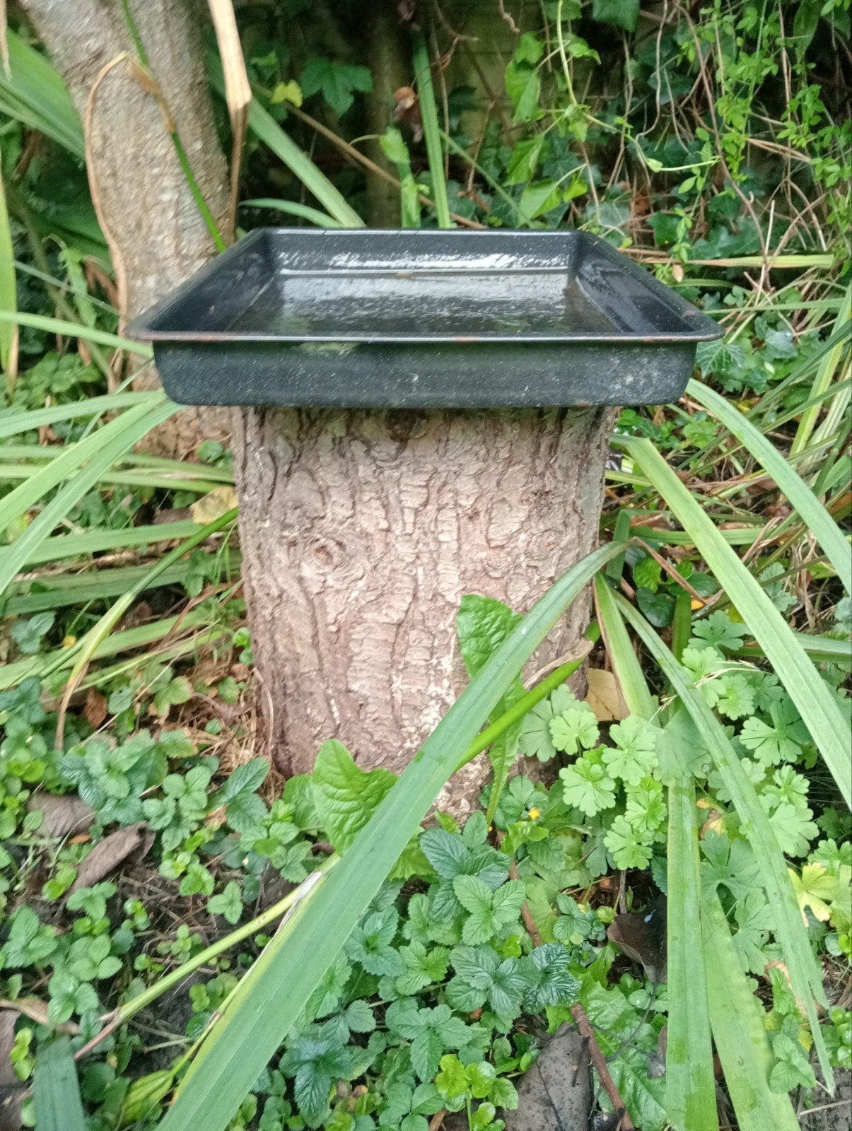 Vogelbad op boomstam - Decoratief en functioneel, Ophalen, Gebruikt