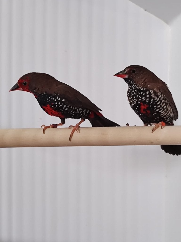 Koppel emblema picta - geschilderde astrilde, Meerdere dieren, Tropenvogel