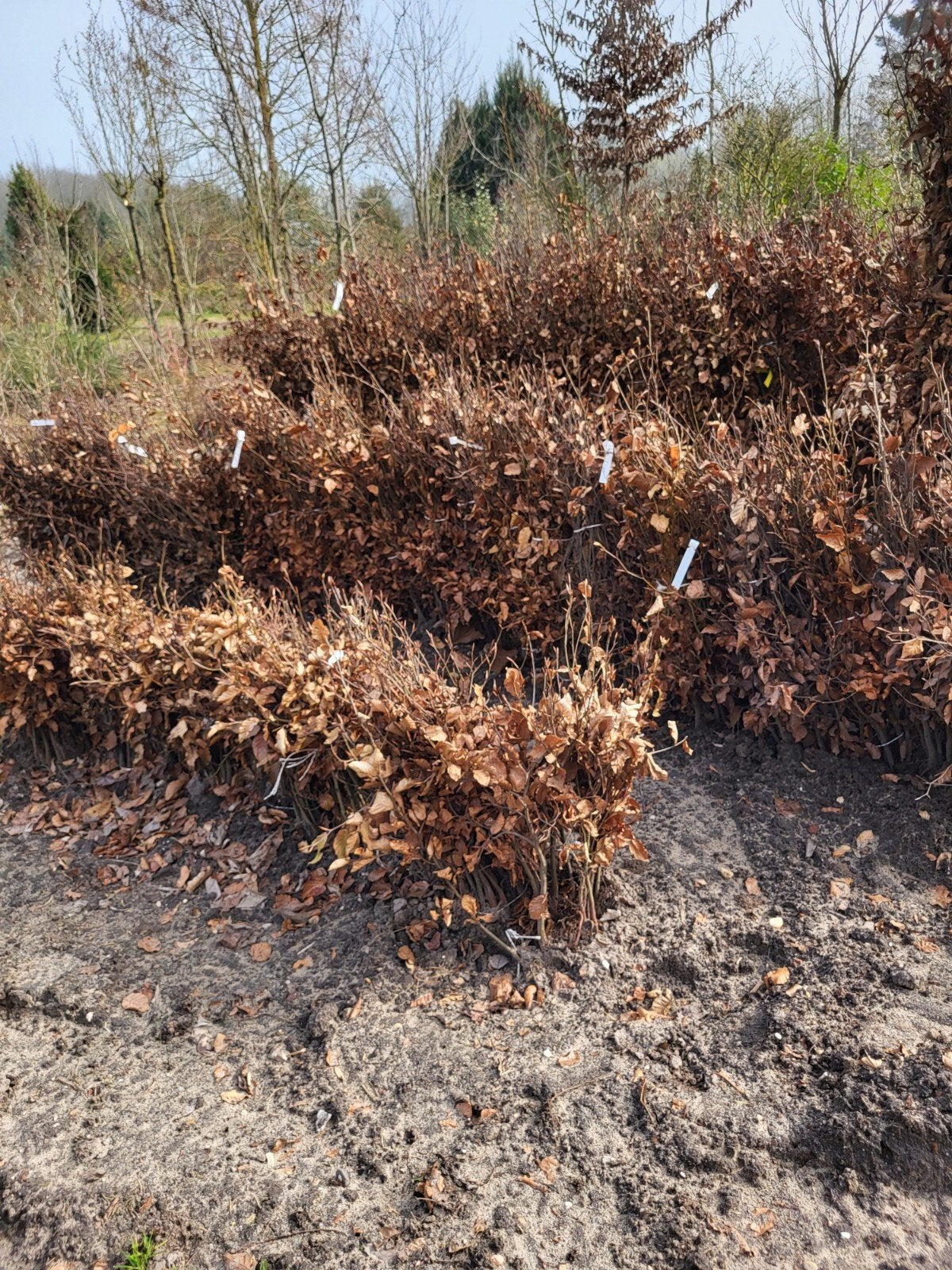 beuken voor de haag , haagbeuk  , beukenhaag, Ophalen, Beukenhaag, 100 tot 250 cm