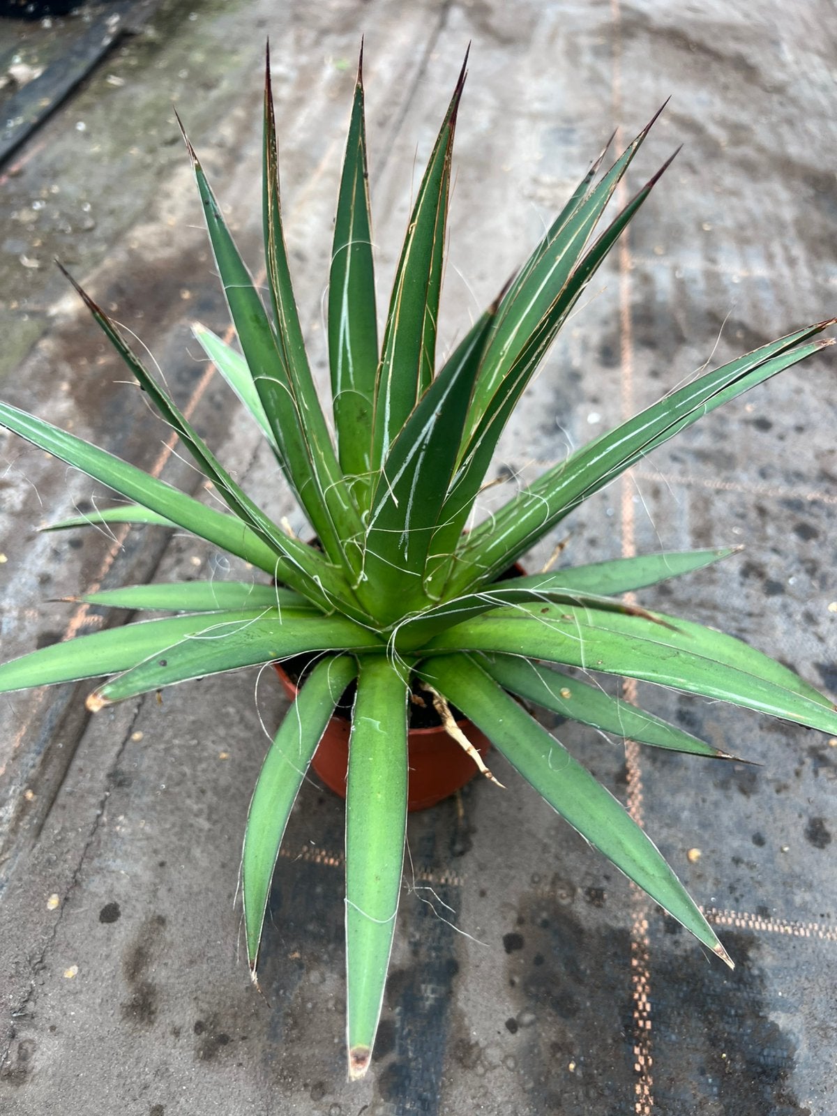 Agave filfera pot12, Ophalen of Verzenden, Bloeit niet, Overige soorten, Volle zon