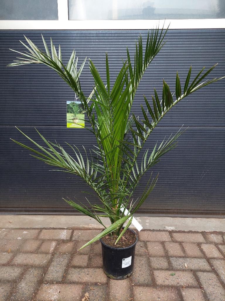 Phoenix Canariensis - Canarische Dadelpalm H: 110 cm., Tuin en Terras, Planten | Bomen, Bloeit niet, 100 tot 250 cm, Palmboom