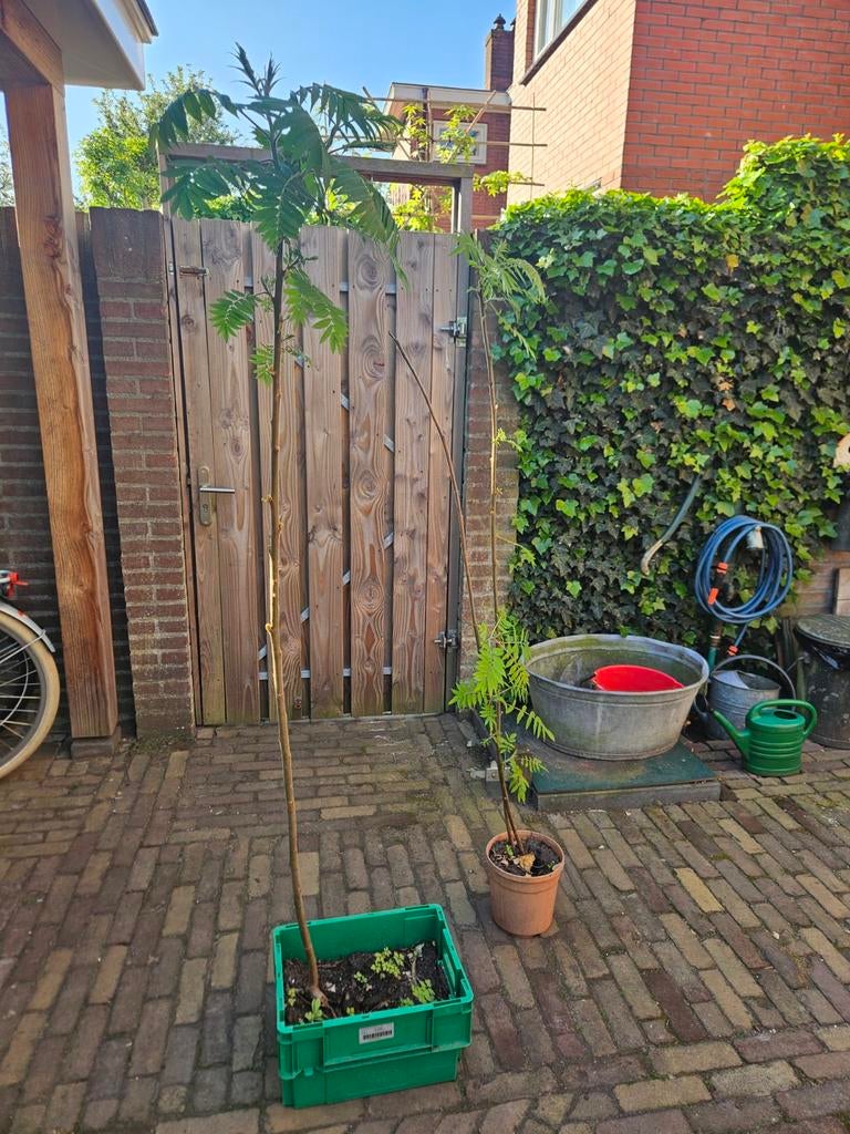 1 Fluweelboompjes in pot  (Rhus typhina), Tuin en Terras, Overige soorten, 100 tot 250 cm, Zomer, Ophalen