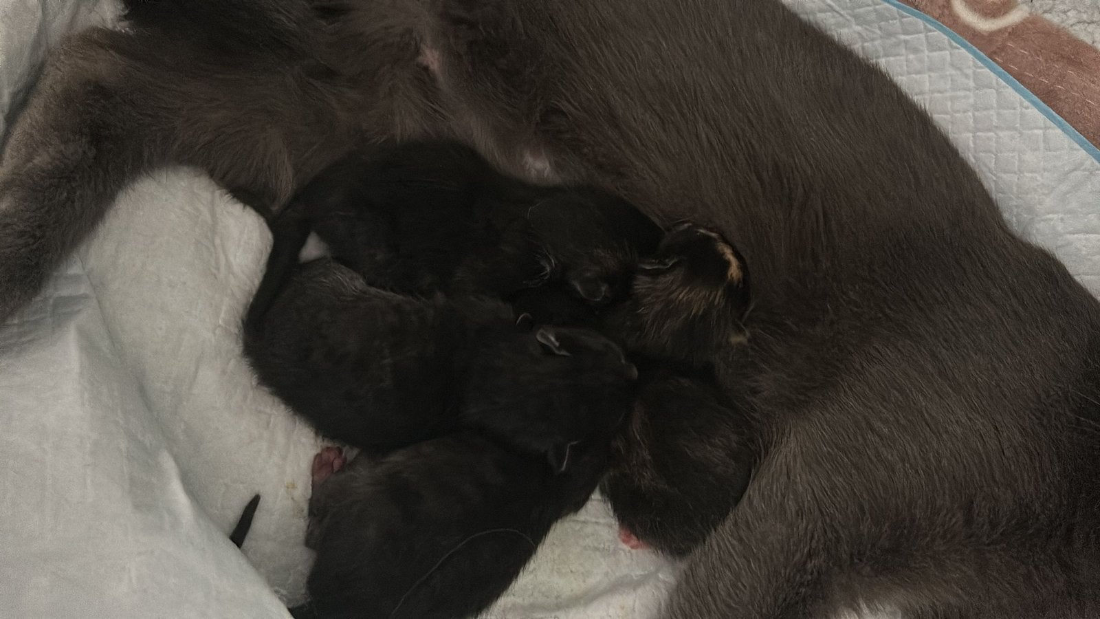 4 lieve kittens zoeken een warm thuis, Dieren en Toebehoren, Katten en Kittens | Raskatten | Korthaar, Meerdere dieren