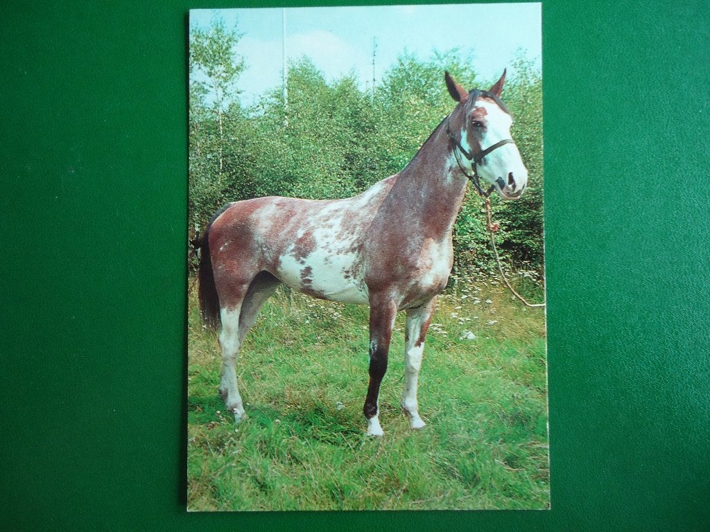 (707) Dierenkaart: PAARD, Verzamelen, Verzenden, 1980 tot heden, Ongelopen, Paard