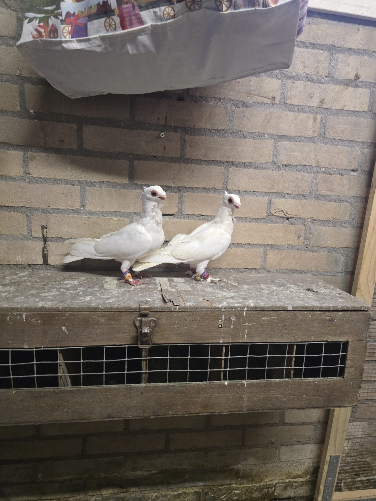 Koppel oosterse meeuwen, Dieren en Toebehoren, Vogels | Duiven, Meerdere dieren, Overige soorten