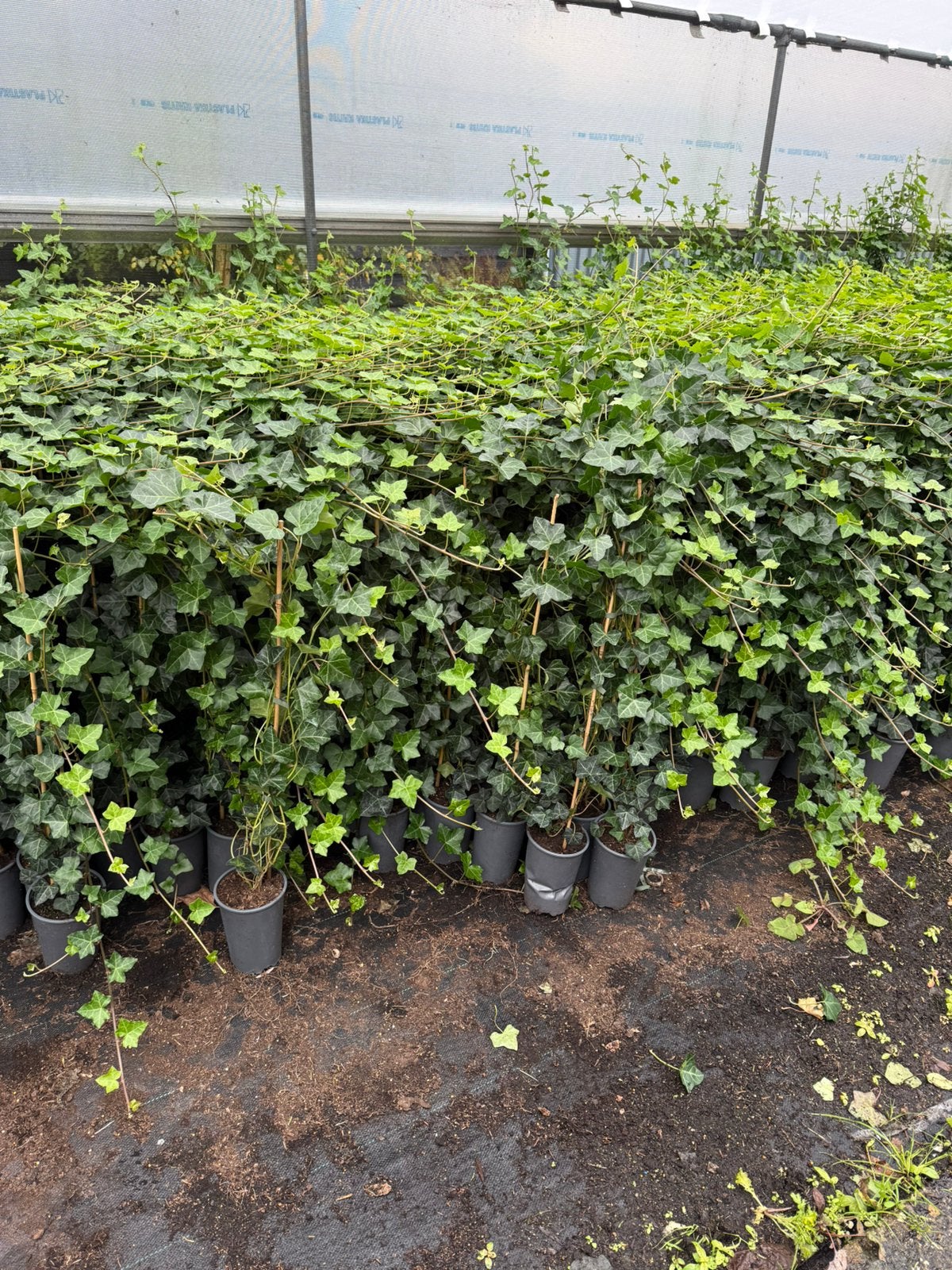 Hedera super frisse planten stok 1 meter plant 175cm pst2,95, Ophalen, Bloeit niet, Klimplanten, Halfschaduw