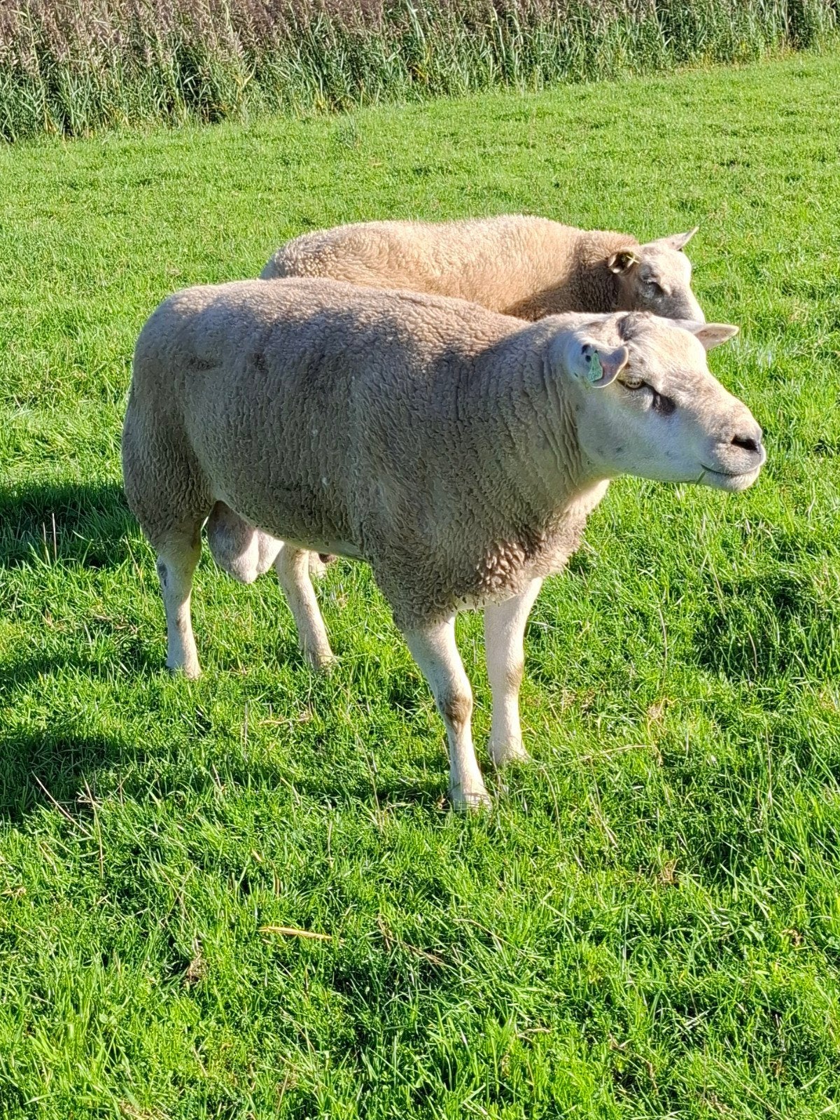 Mooie Luxe Dek Rammen!!, Mannelijk, Schaap