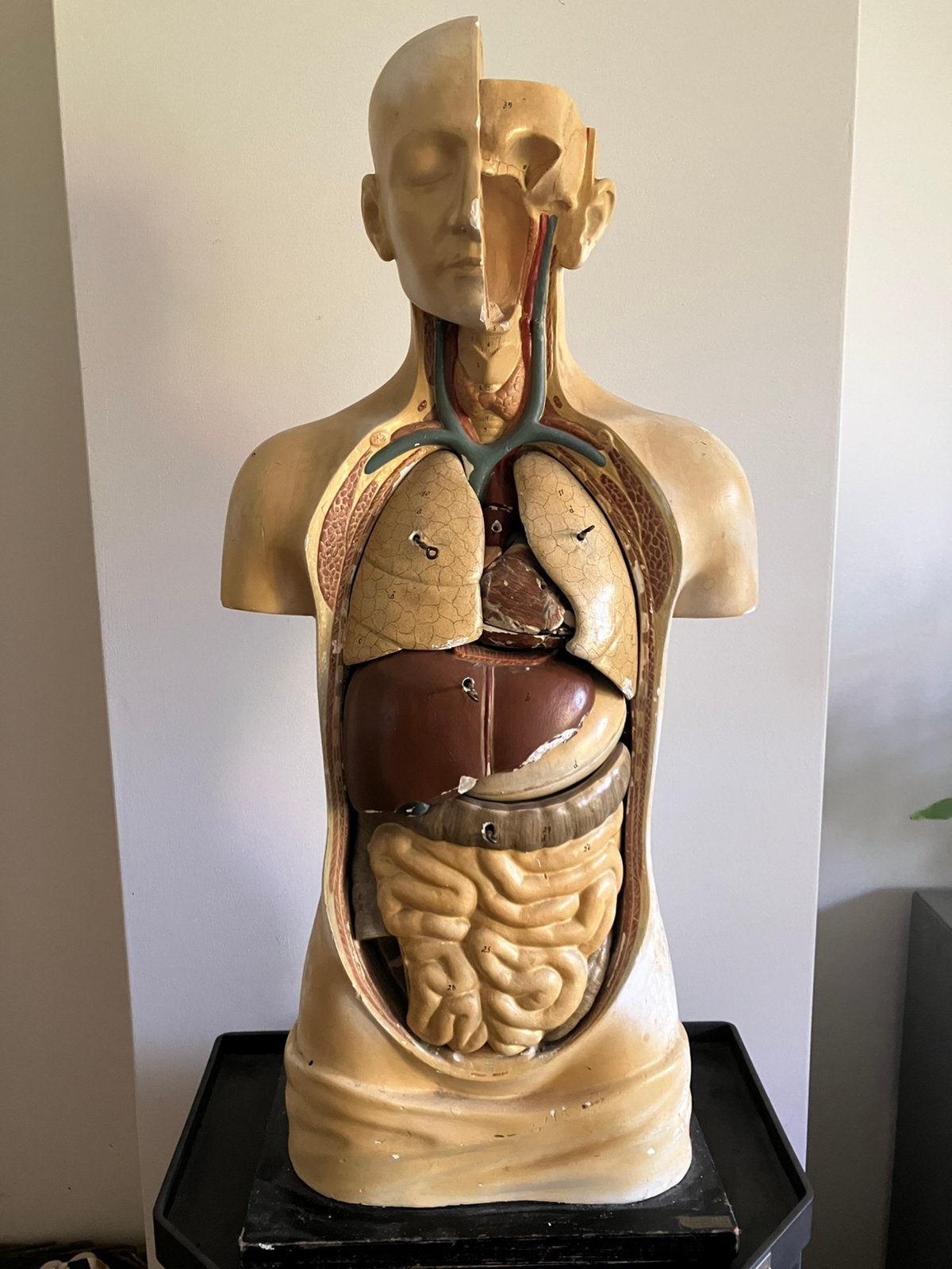 Gips Anatomische Torso / 1935-1949, Ophalen of Verzenden