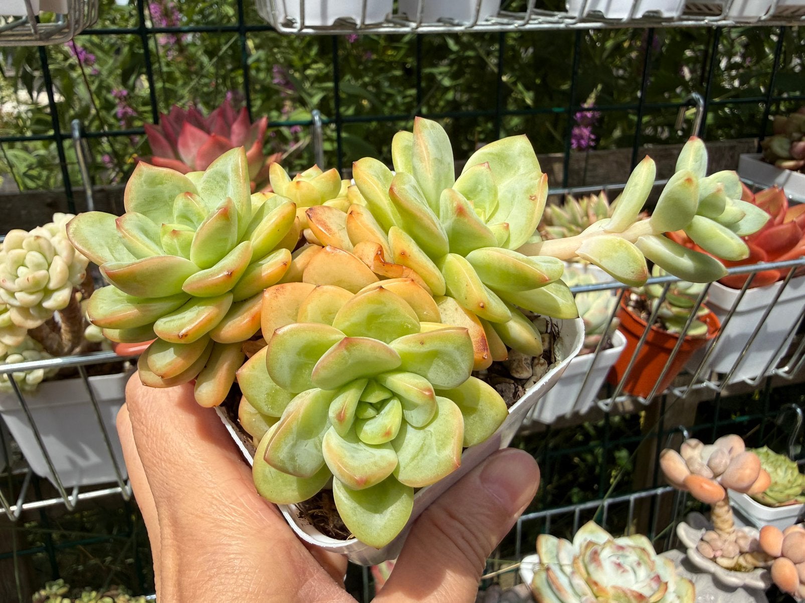 Echeveria Proud Frost/pot 7cm/vetplant/succulent, Ophalen of Verzenden, Halfschaduw, Minder dan 100 cm