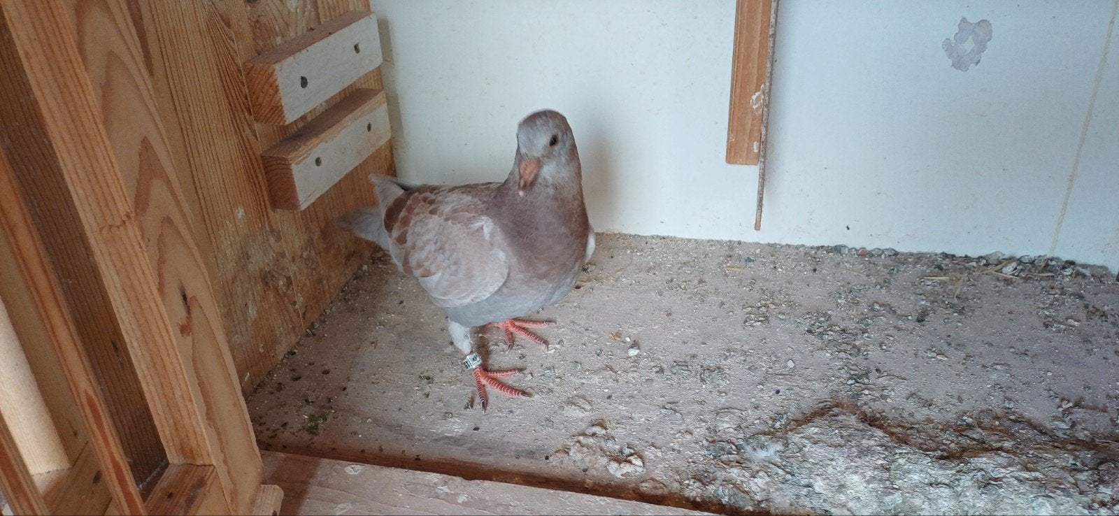 postduiven jonge pieper, Meerdere dieren, Postduif