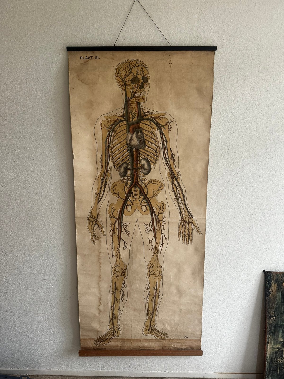 Oude schoolplaat anatomie ontleed lab amsterdam, Ophalen of Verzenden, Natuur en Biologie
