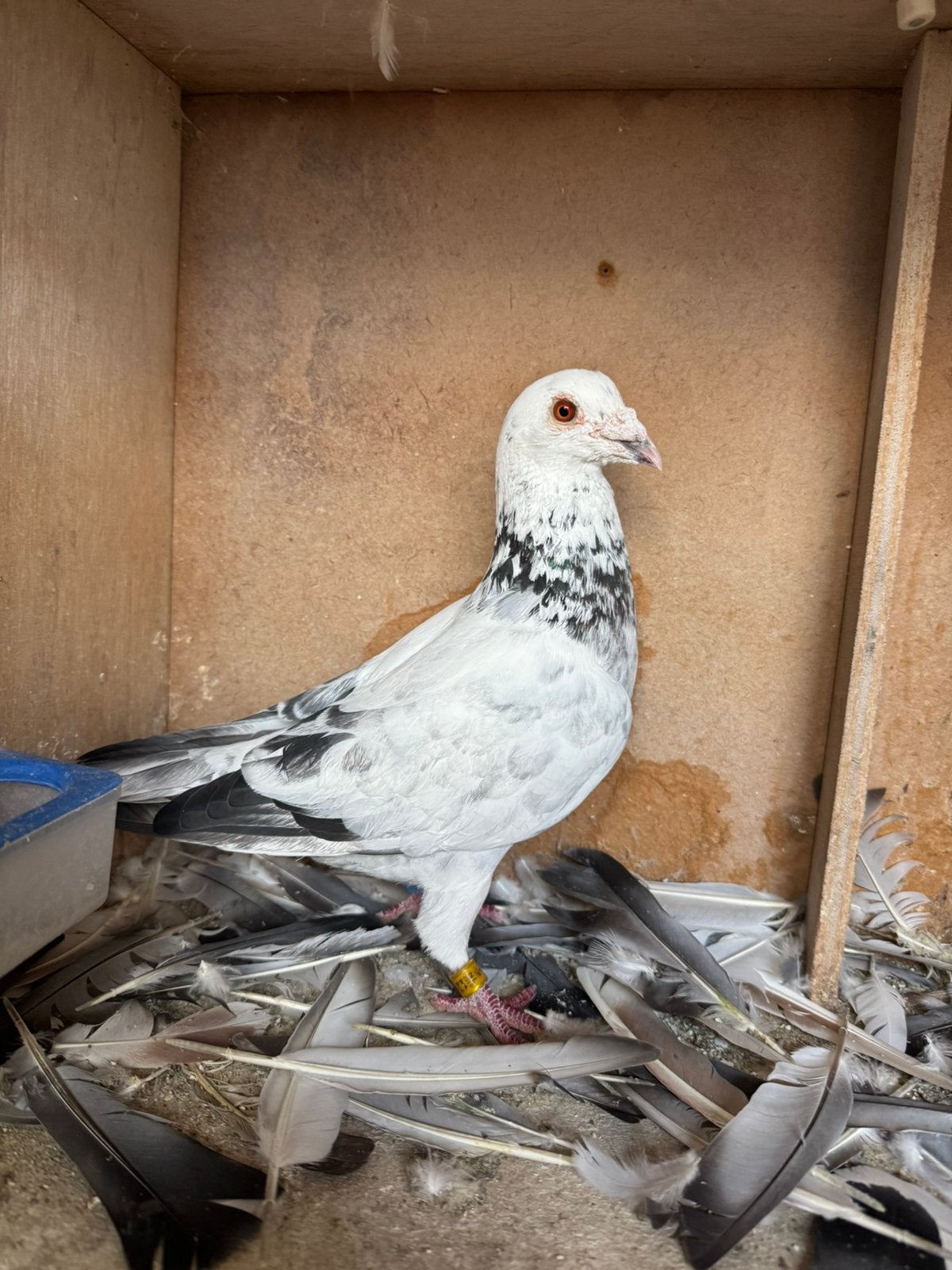 Koppel postduiven snelheid/vitesse duiven, Meerdere dieren, Postduif