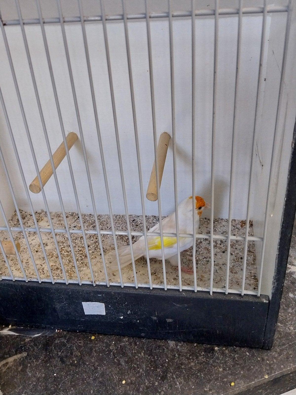Prachtige putter pop, Dieren en Toebehoren, Vogels | Overige Vogels, Vrouwelijk, Wildzangvogel