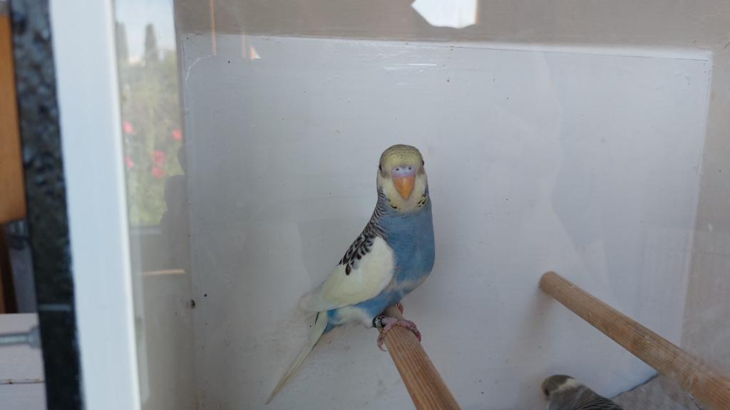 Grasparkiet baby, Geslacht onbekend, Parkiet, Geringd