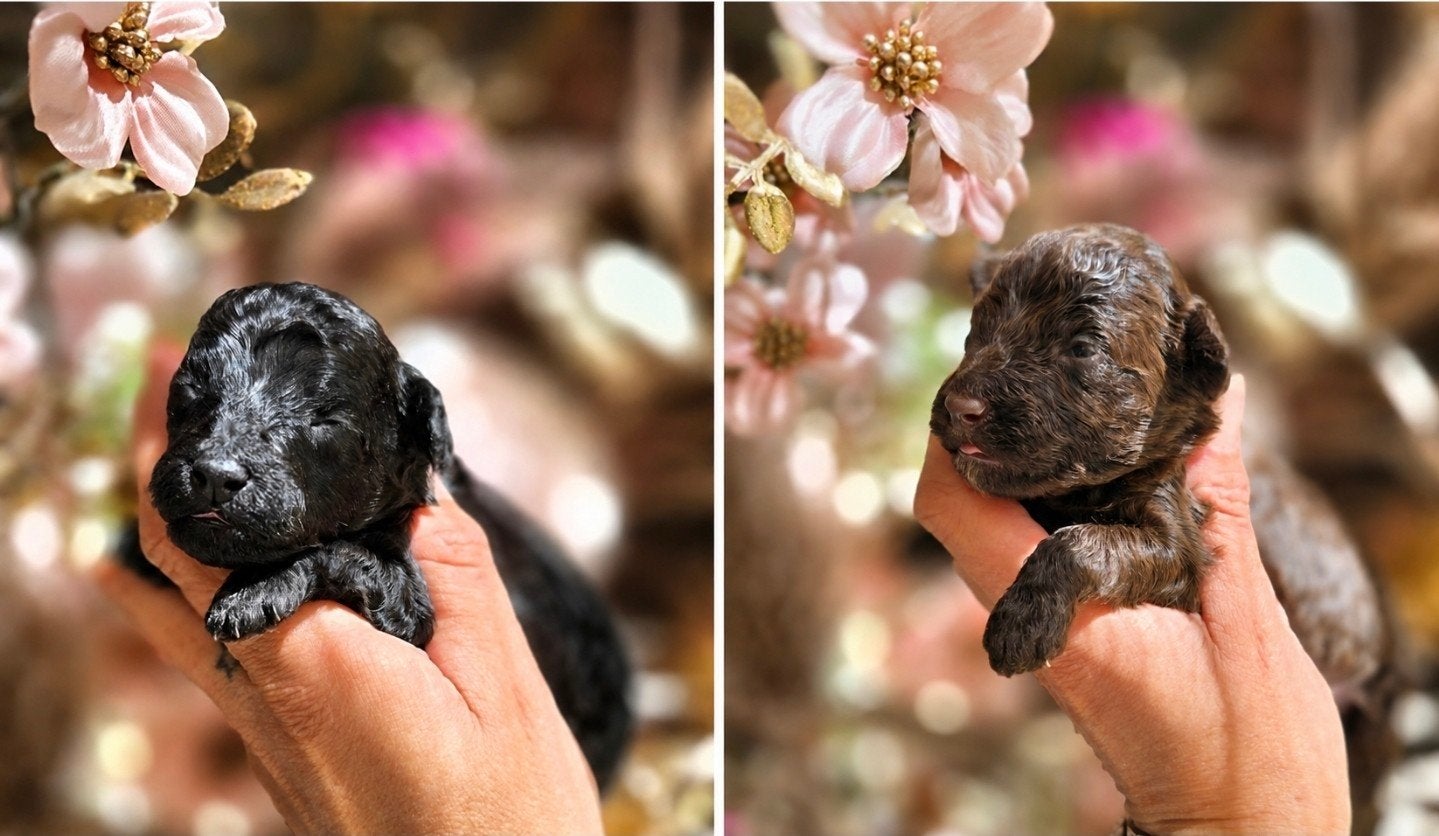 Dwerg / Toypoedel pups uit geteste ouders *Toy poedel*, Dieren en Toebehoren, Poedel, Parvo, 8 tot 15 weken, Meerdere