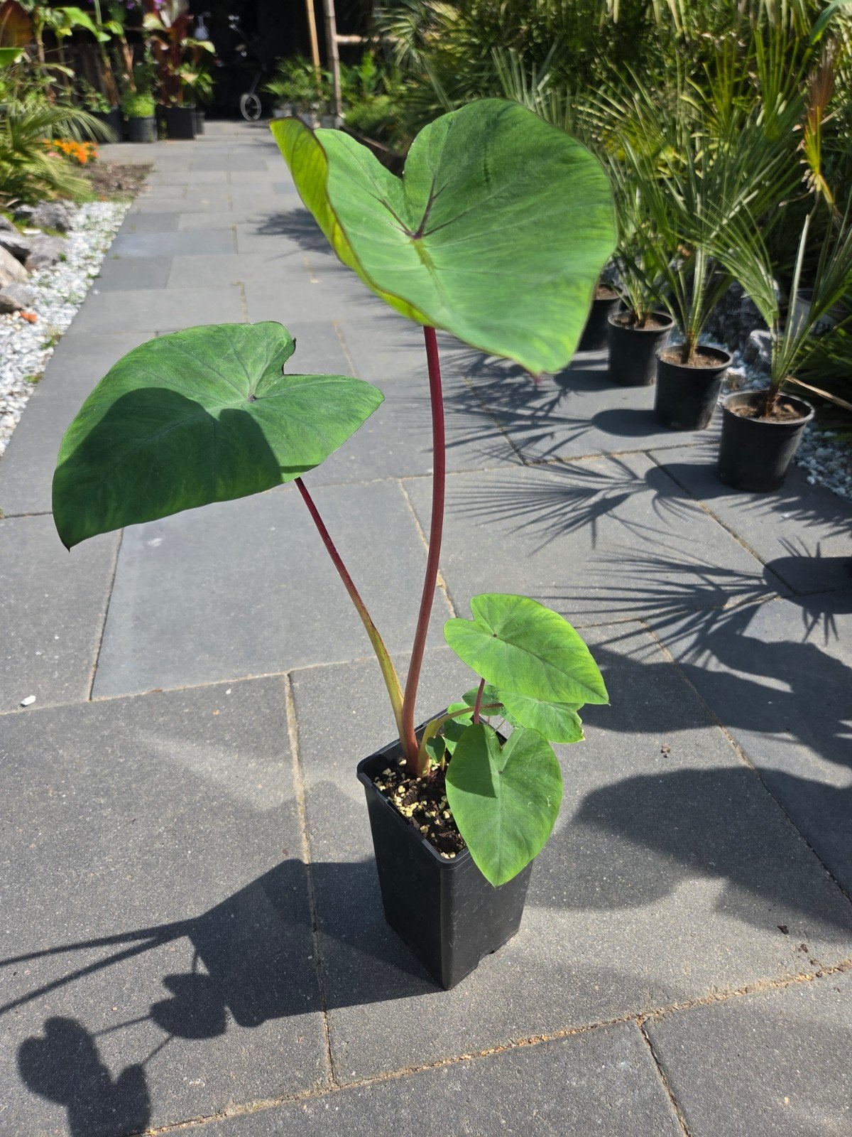 Colocasia Pink China - Prachtige Roze Stelen, Ophalen of Verzenden, Overige soorten, Volle zon
