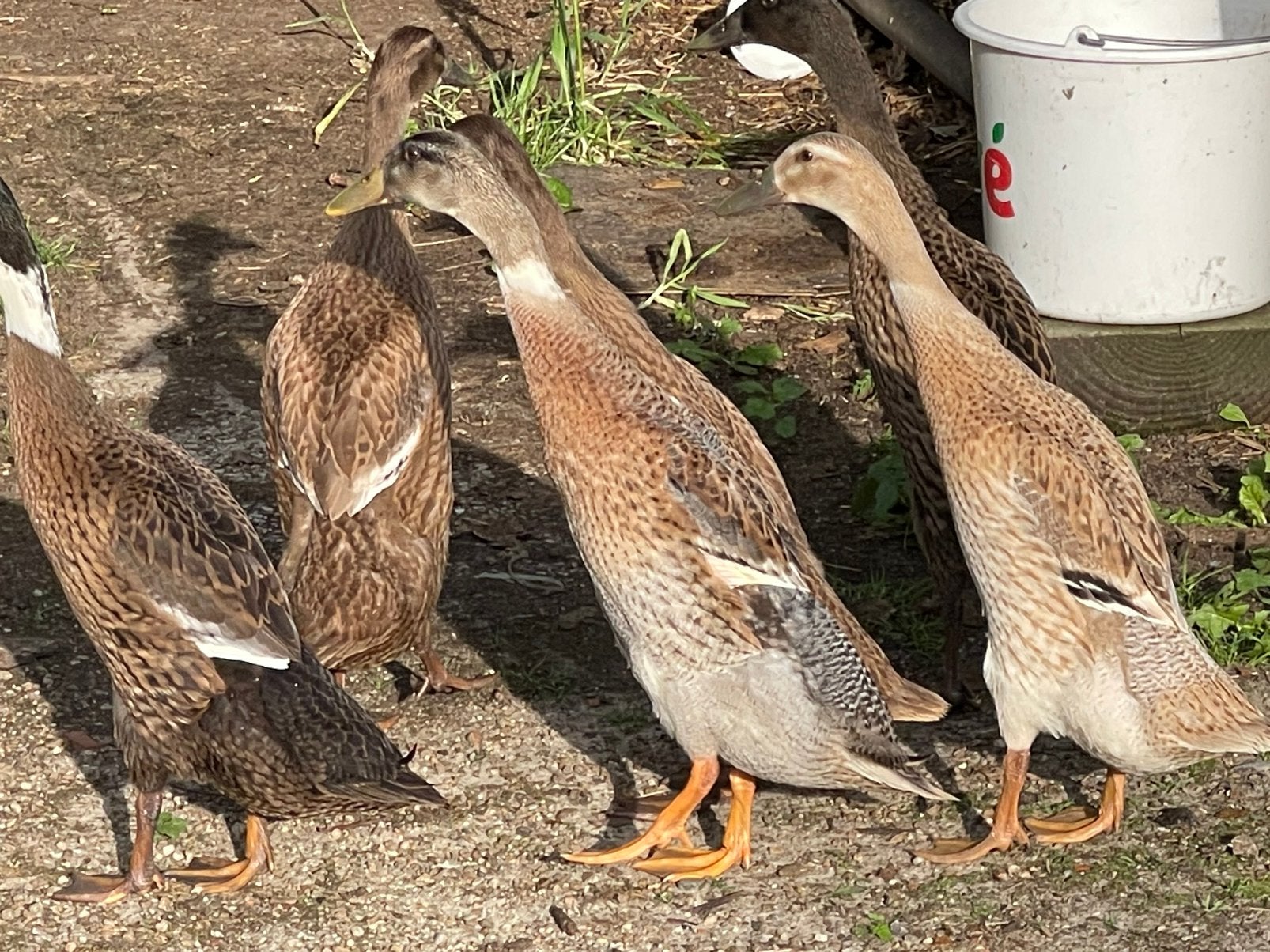 Jonge Indische loopeenden, Meerdere dieren, Eend