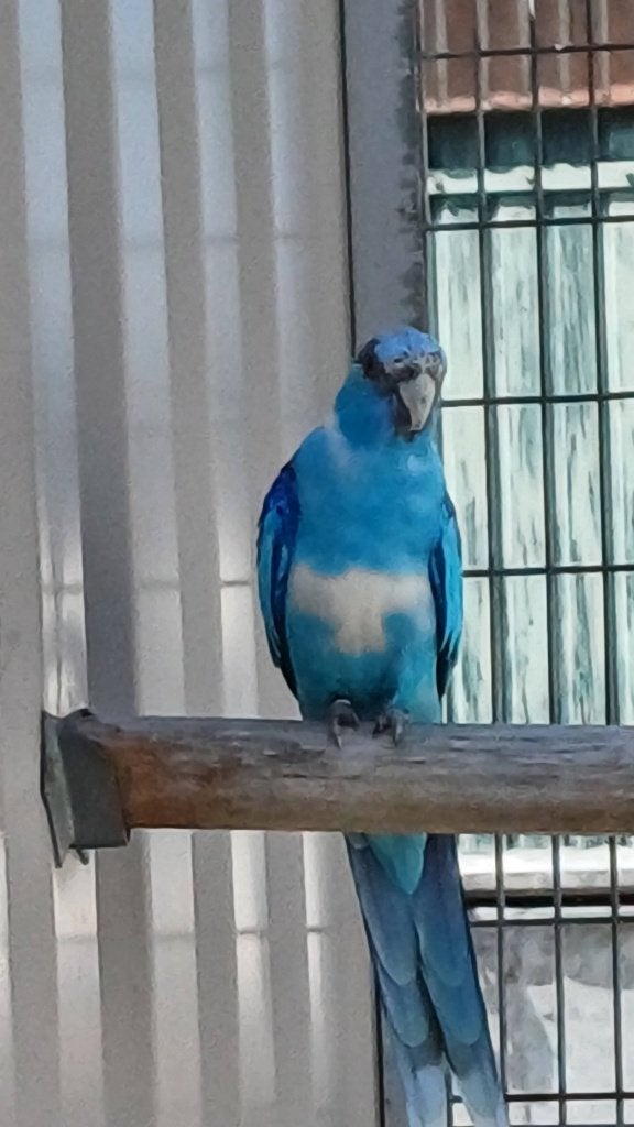 Te koop blauwe barnard man, Dieren en Toebehoren, Vogels | Parkieten en Papegaaien, Mannelijk, Parkiet
