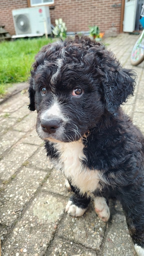 Lief teefje, Berner Sennen/ wetterhoun., Dieren en Toebehoren, Honden | Niet-rashonden, 8 tot 15 weken, Teef, Groot, Eén hond