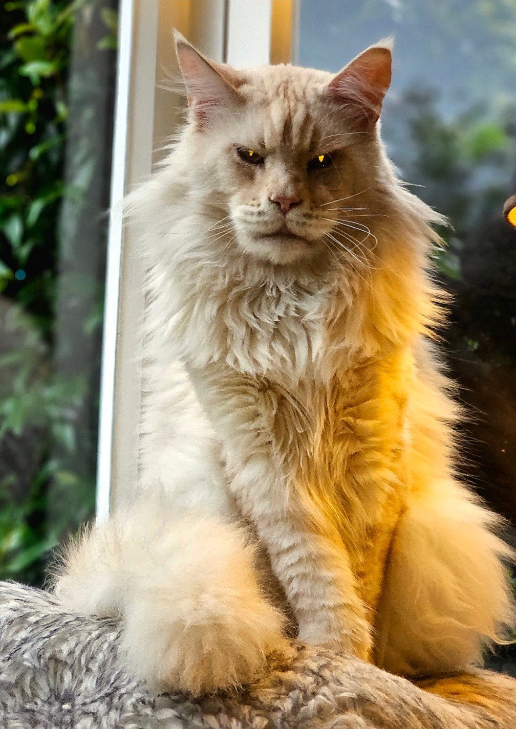 XXL Maine Coon Rus DEKKATER SilverSmoke GetestVriendelykReus