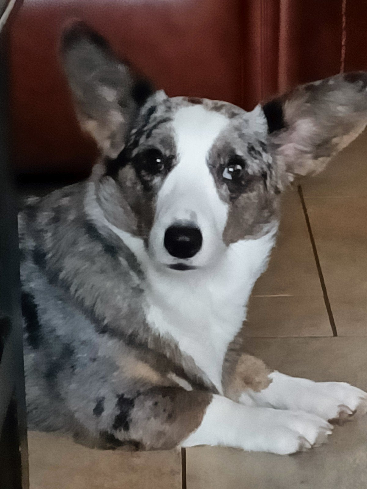 Lieve Corgi Cardigan teef met stamboom, Dieren en Toebehoren, Honden | Herdershonden en Veedrijvers, Overige rassen, Teef, Eén hond