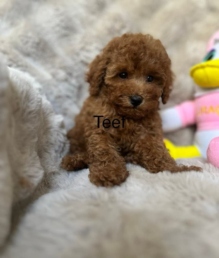 Dwerg poedel pups, Poedel, Parvo, 15 weken tot 1 jaar, Meerdere