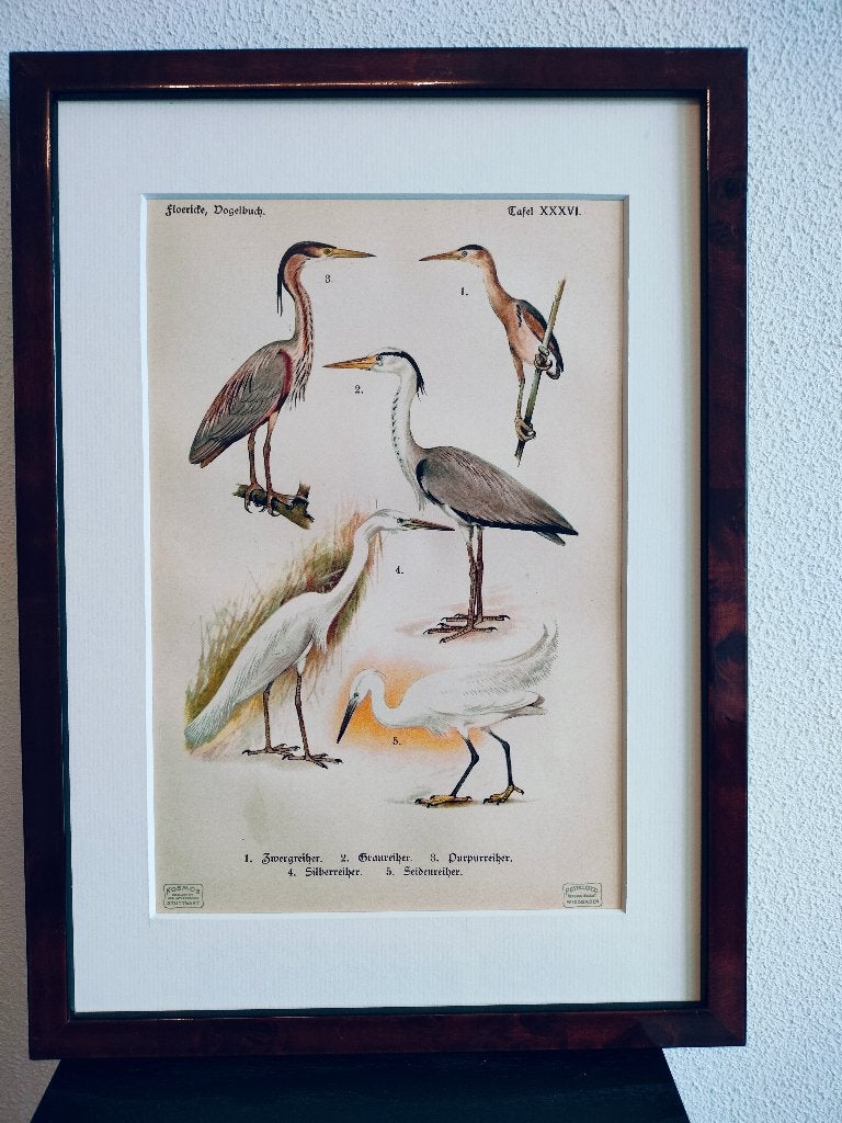 Litho Floericke Reiger Blauwe- Purper- Zilverreiger 1922, Ophalen of Verzenden