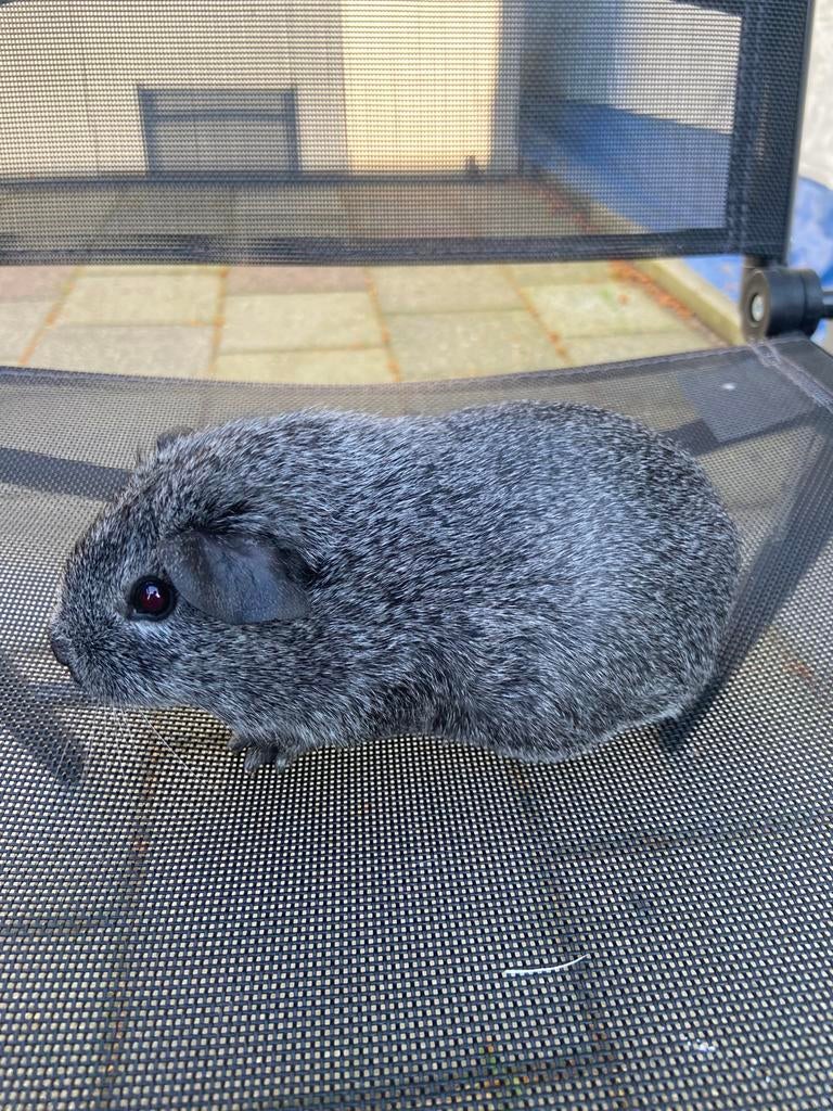 Zilveragouti cavia beertjes, Dieren en Toebehoren, Februari, Mannelijk, Cavia