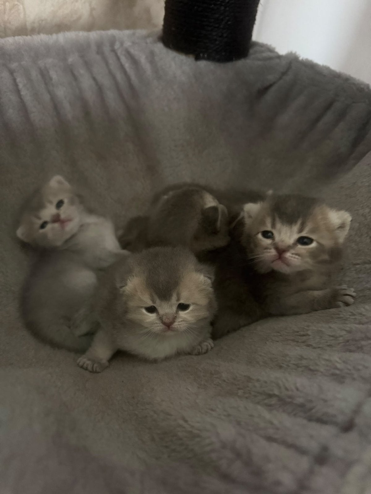 5 raszuivere Britse korthaar kittens ️, Meerdere dieren, Ingeënt