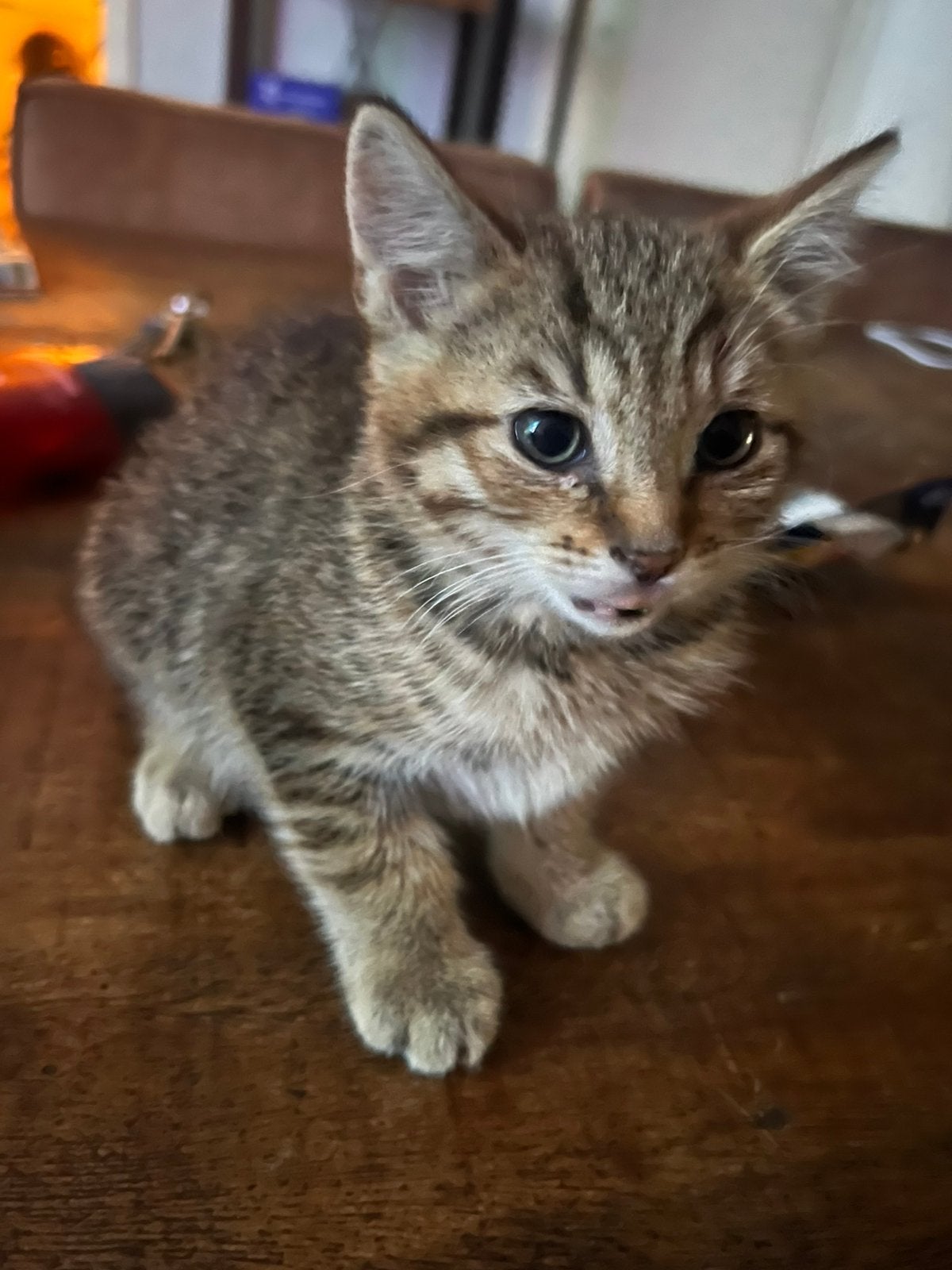 Kittens mogen  vandaag al naar nieuw baasje, Meerdere dieren, Kortharig, 0 tot 2 jaar